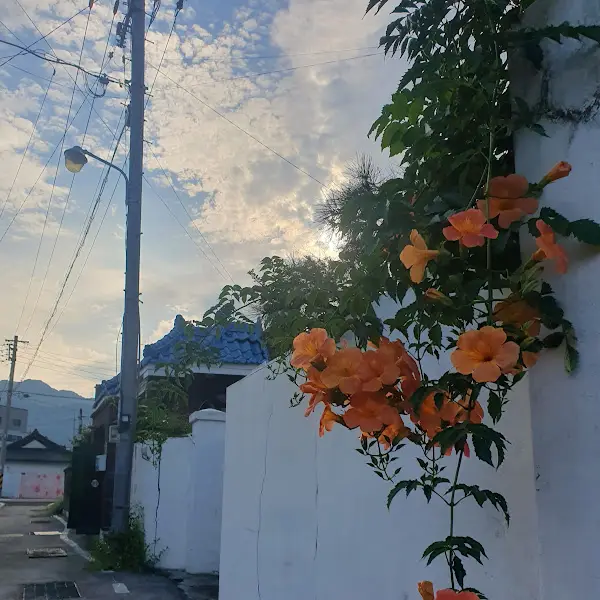 매력적인 꽃이 핀 담벼락