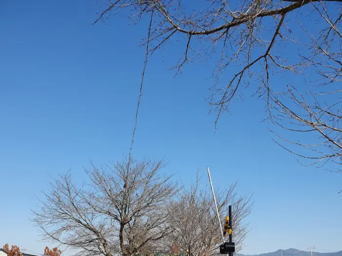 하늘과 나무 사진