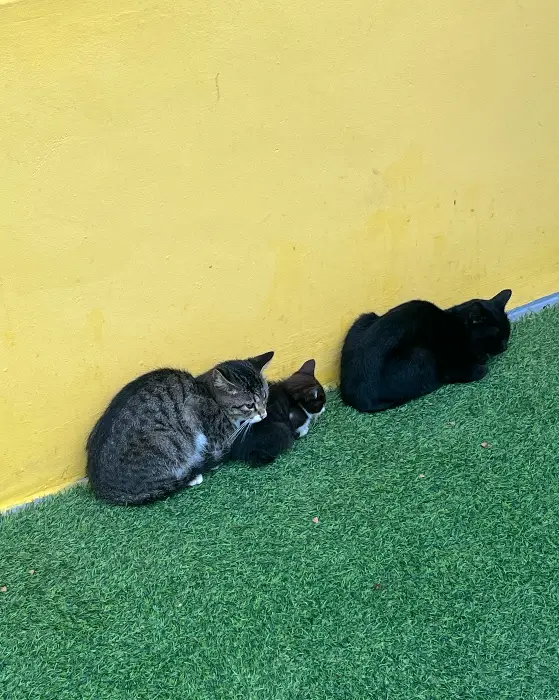 금촌103의 고양이들