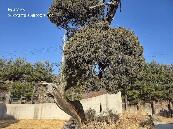 독특한 형태의 오래된 소나무