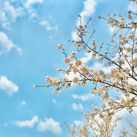 화창한 봄날, 하늘에는 뭉게구름이 떠 있고 벚꽃 가지가 바람에 흔들리는 풍경.