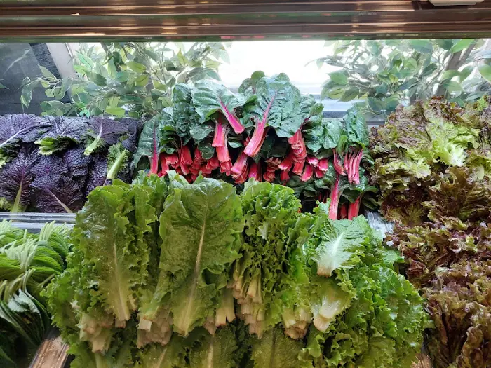 빨간 줄기가 돋보이는 근대와 상추