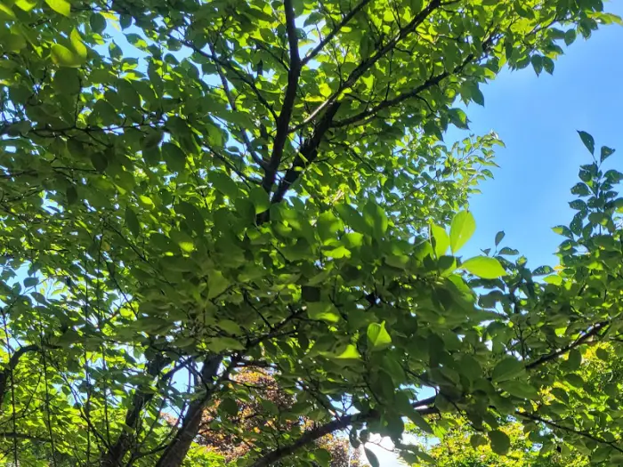 하늘을 향해 뻗은 나뭇가지와 푸른 잎사귀들. 맑고 푸른 하늘을 배경으로 싱그러운 자연의 모습을 담고 있다.