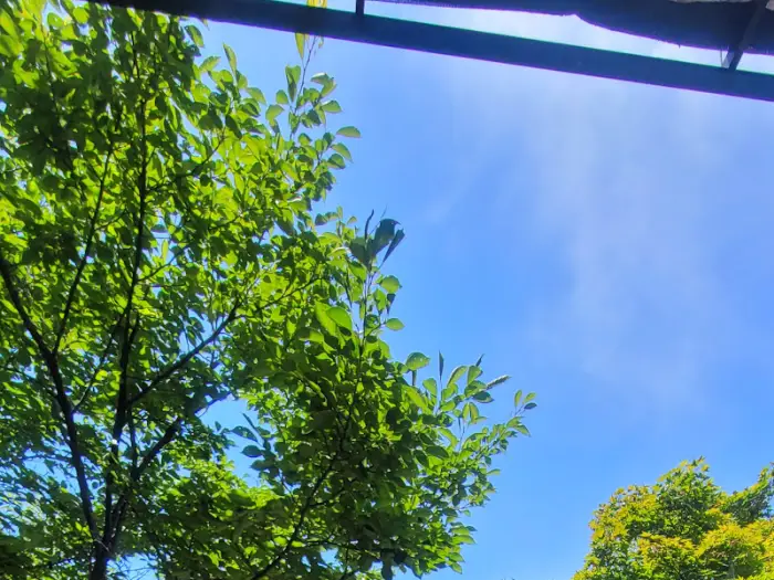 창밖으로 보이는 나뭇잎 사이로 푸른 하늘이 보인다. 자연광이 쏟아져 들어와 밝고 쾌적한 느낌을 준다.