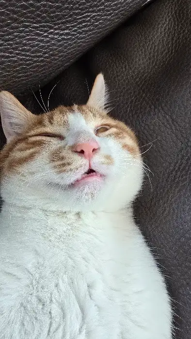 귀여운 고양이 사진