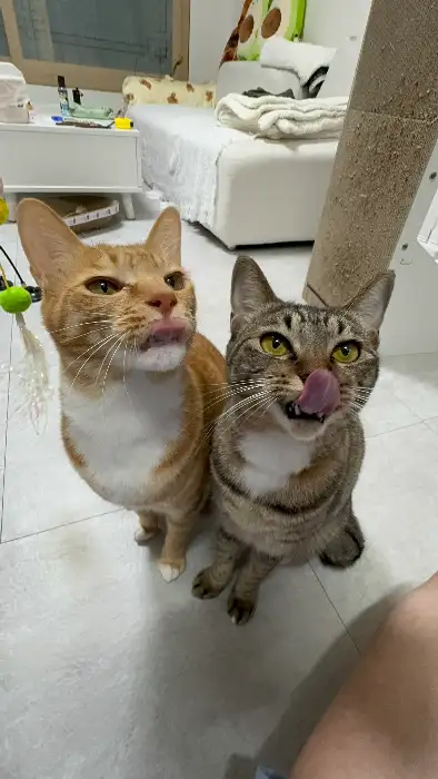 맛있게 먹는 고양이 두 마리