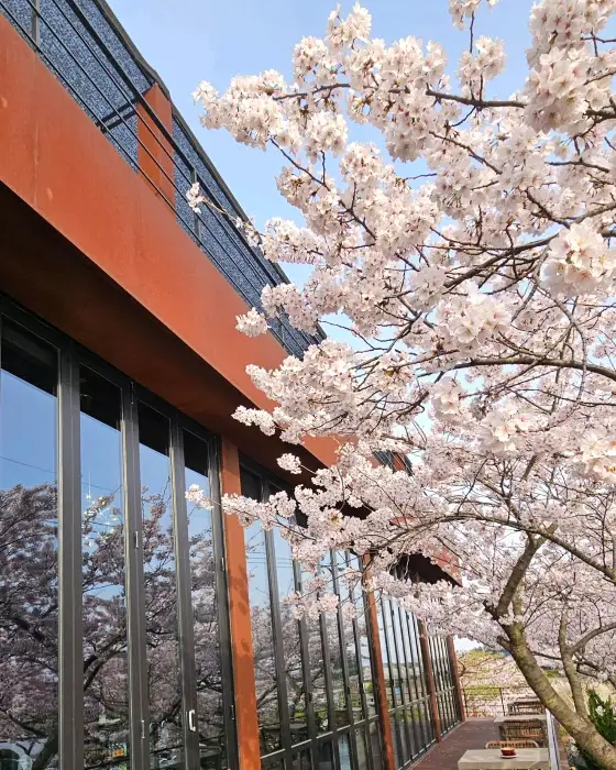 벚꽃 아래 놓인 라떼와 케이크