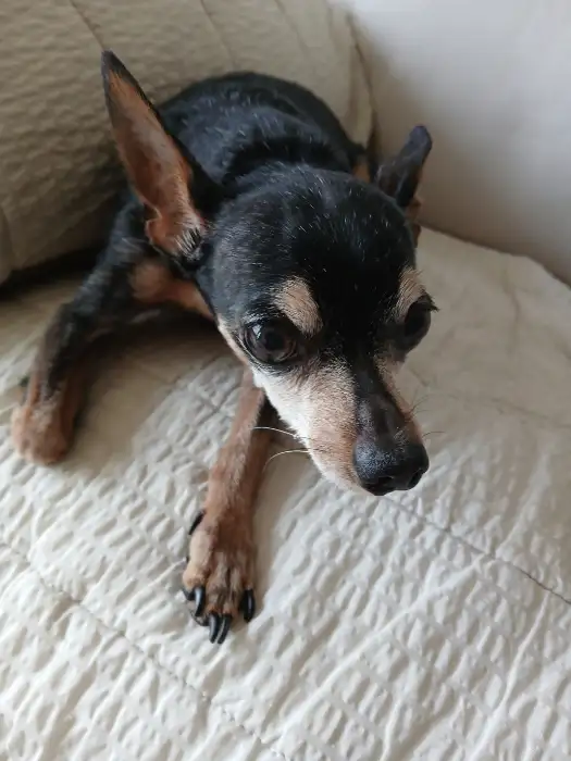 귀여운 강아지 모습