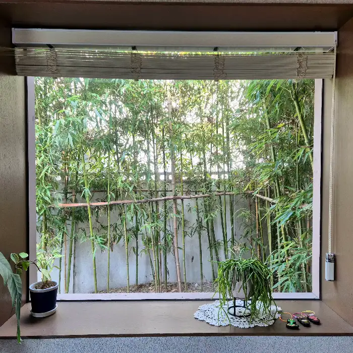 창밖의 대나무 숲 풍경