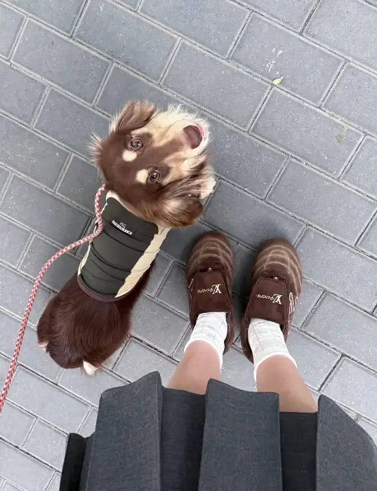 식당 앞마당에서 신나게 뛰어놀고 있는 귀여운 강아지