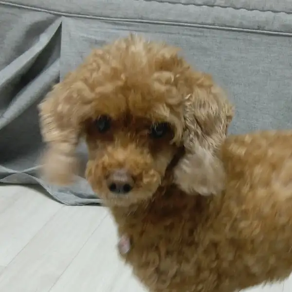 귀여운 갈색 푸들 강아지