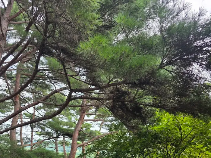 울창한 소나무 숲