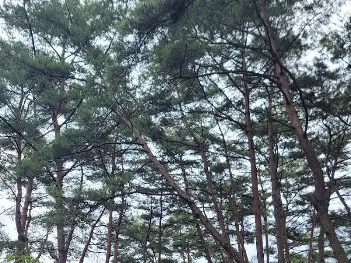 하늘을 뒤덮은 구름과 푸르른 나무