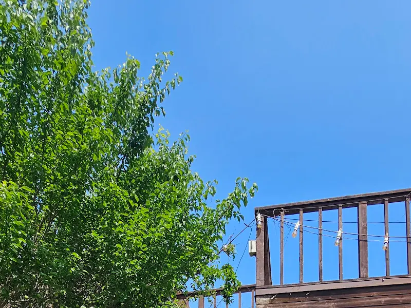 푸른 하늘과 나무