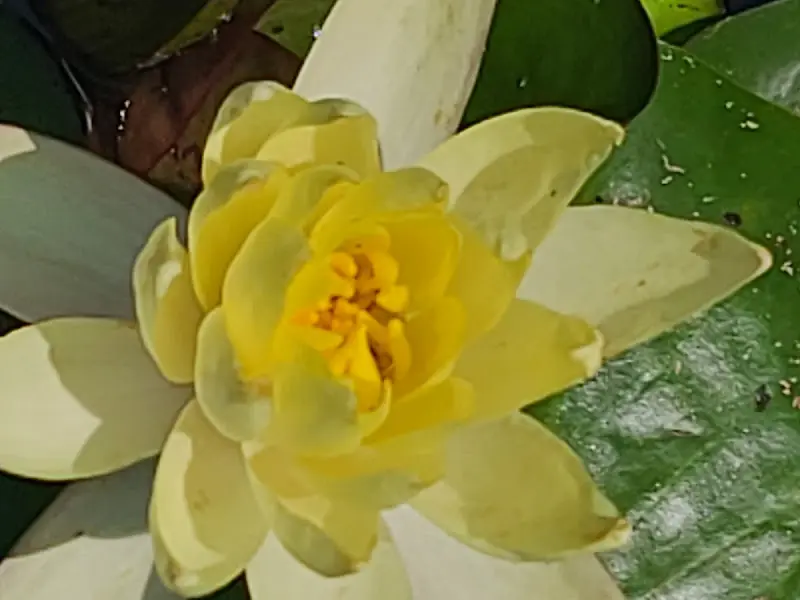 연못에 핀 연꽃