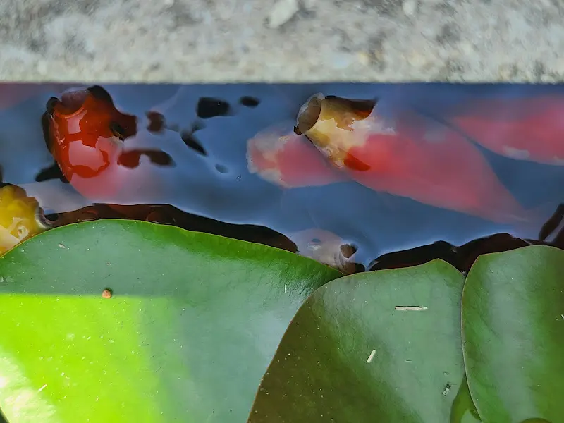 연못 속 금붕어