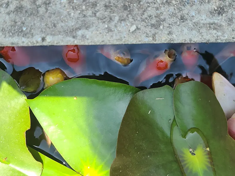 연못 속 금붕어 떼