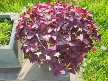 몽산포의 숨겨진 보석, 태안 향토 맛집에서 느끼는 정겨운 풍미