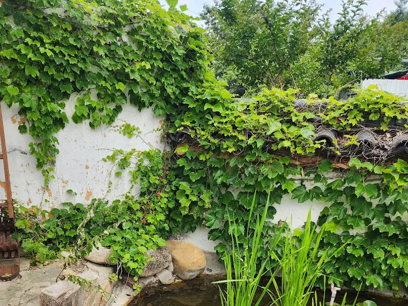 담쟁이 덩굴이 아름다운 벽