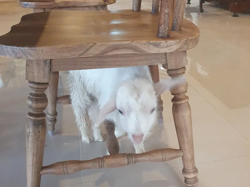 테이블 밑의 아기 산양