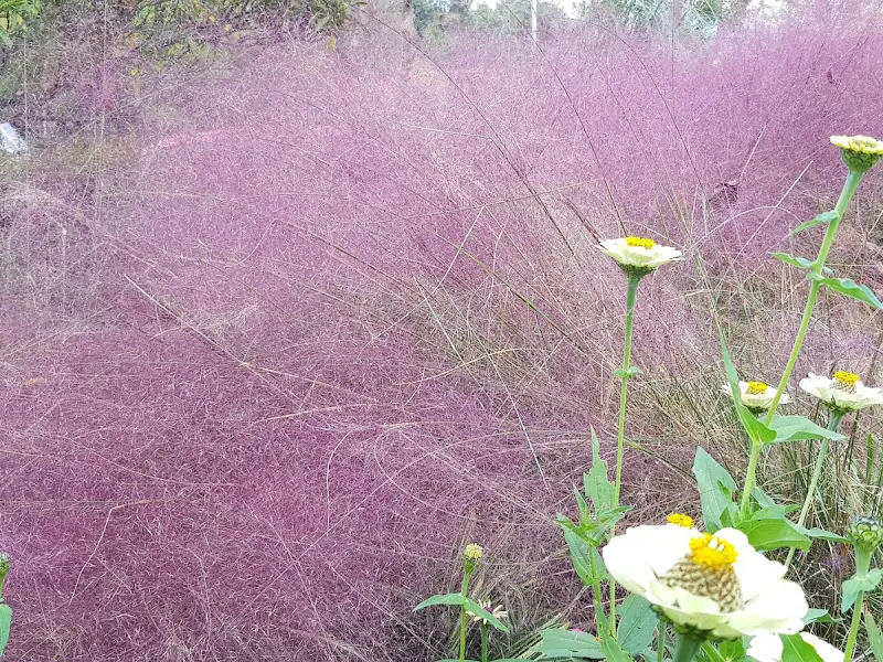 정원에 핀 아름다운 꽃들