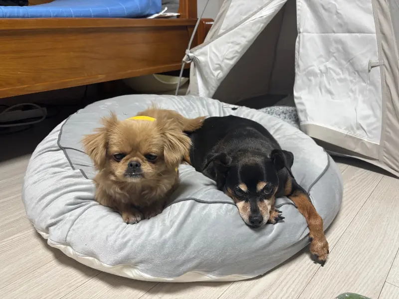 닭갈비 양념에 볶아진 볶음밥 위에 김 가루와 날치알이 듬뿍 올려진 모습