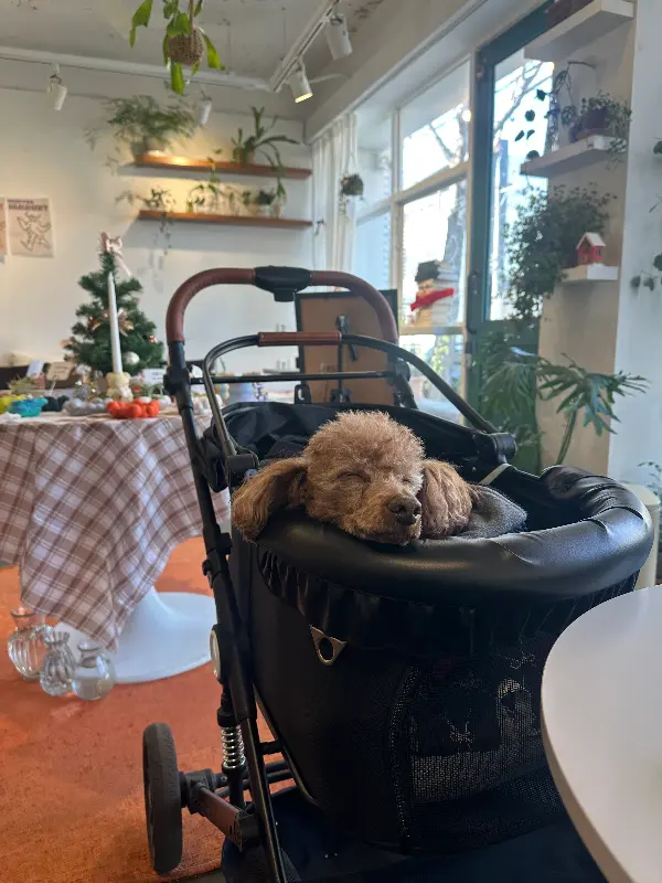 크리스마스 장식이 더해진 정원