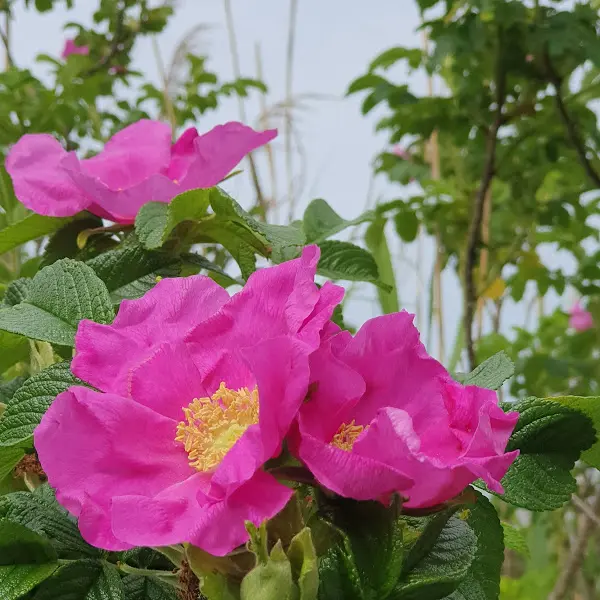 활짝 핀 해당화