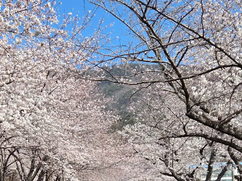경화역 철길을 따라 핀 벚꽃