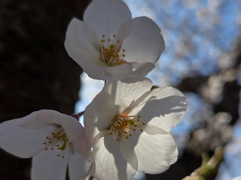 벚꽃의 아름다움을 담은 클로즈업 사진