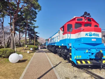 흩날리는 벚꽃잎 아래, 경화역에서 만난 창원 봄날의 맛집