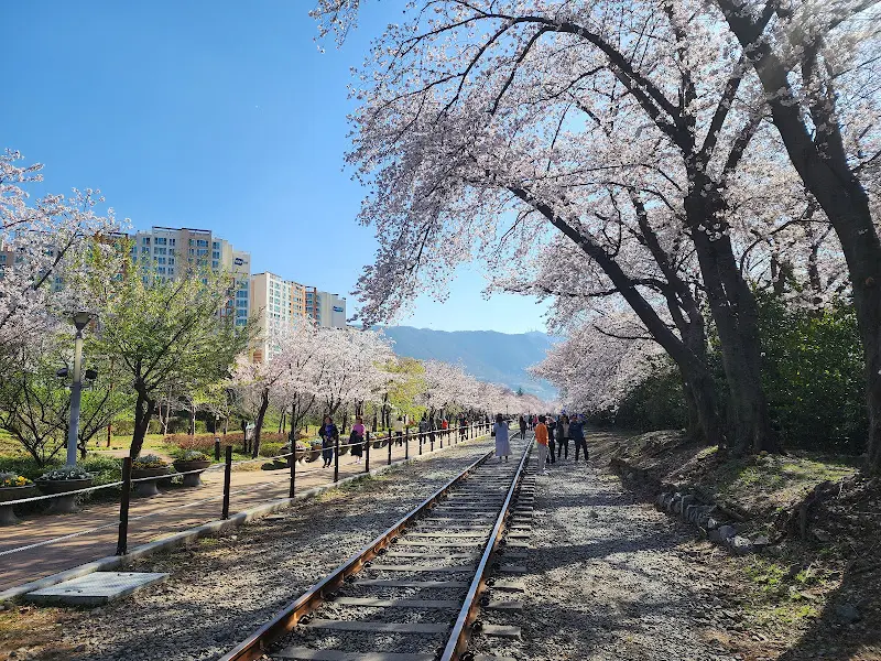 기찻길 옆 벚꽃길