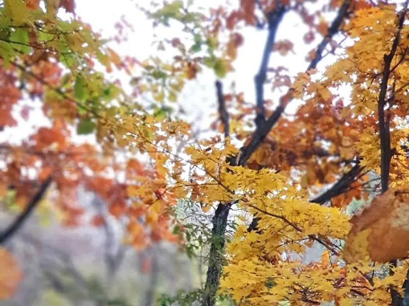 울창한 나무들이 만들어내는 아름다운 풍경