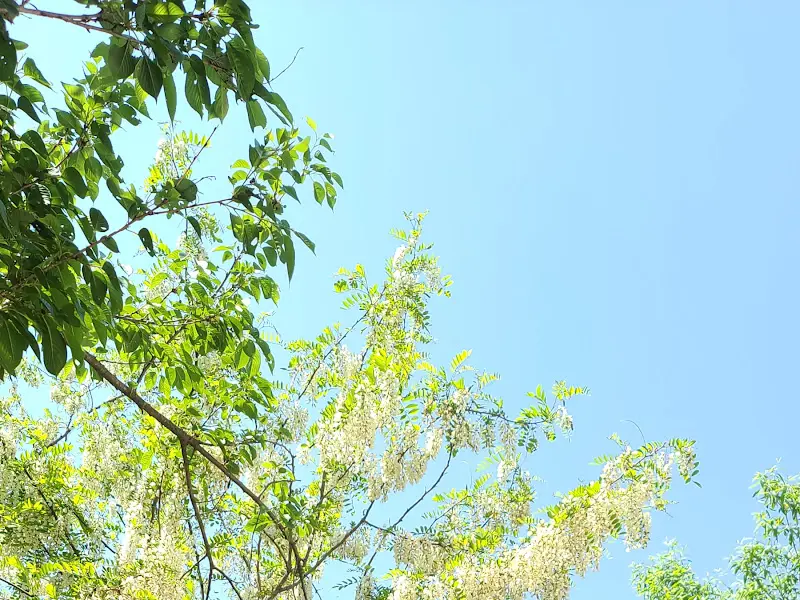푸른 하늘과 녹음이 어우러진 아름다운 풍경