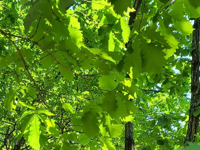 햇살이 쏟아지는 숲길