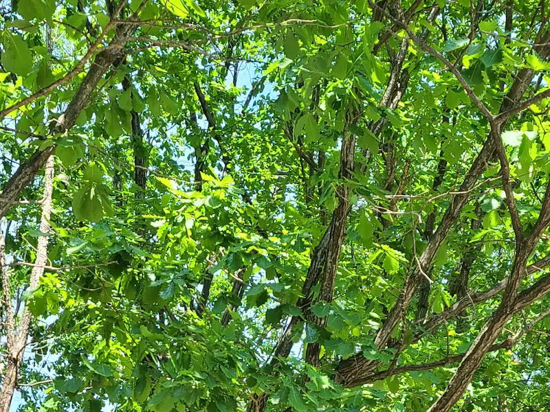 싱그러운 채소들