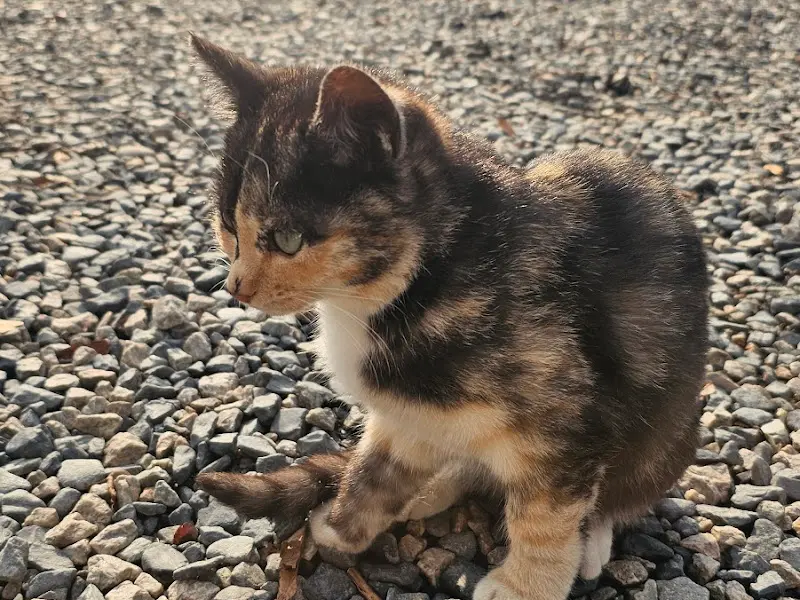 돌담 아래 앉아있는 고양이