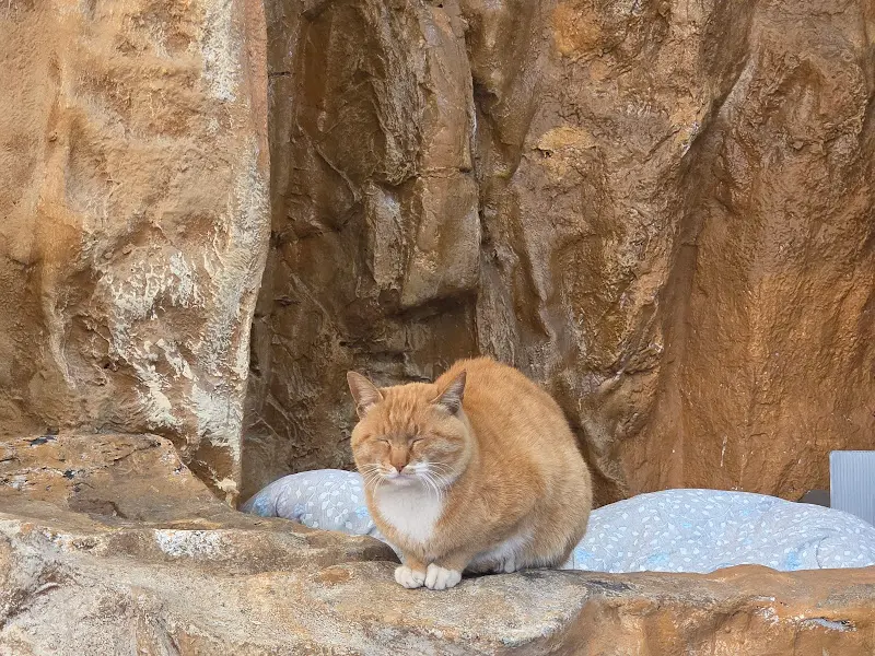 식당 입구에 있는 고양이