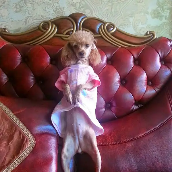 붉은색 가죽 소파에 분홍색 옷을 입고 앉아있는 푸들 강아지