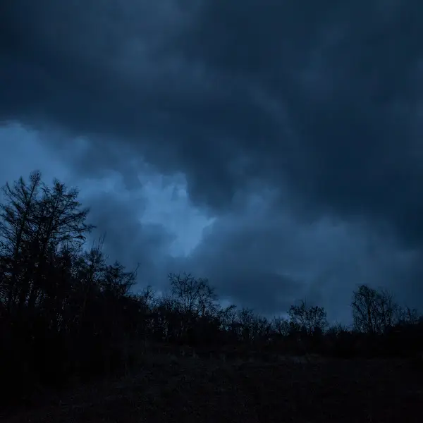 어두운 하늘과 나무 실루엣