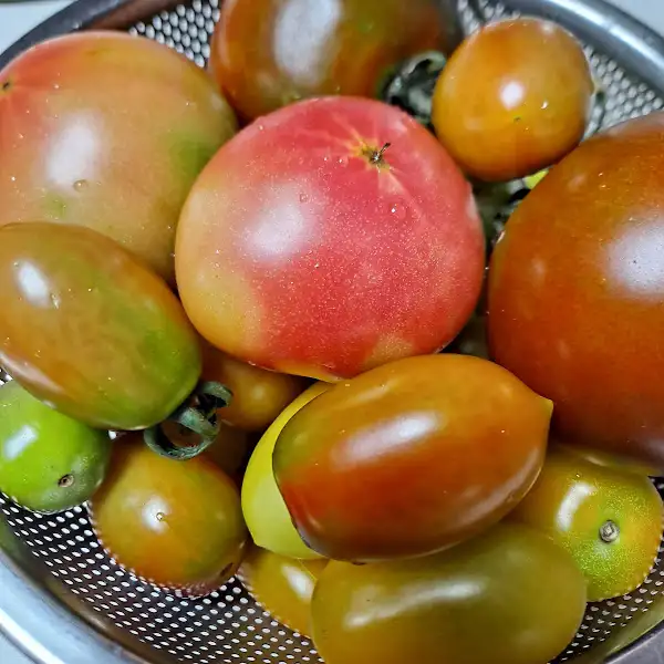 다양한 종류의 신선한 토마토