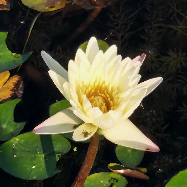 식당 화단에 핀 하얀 민들레