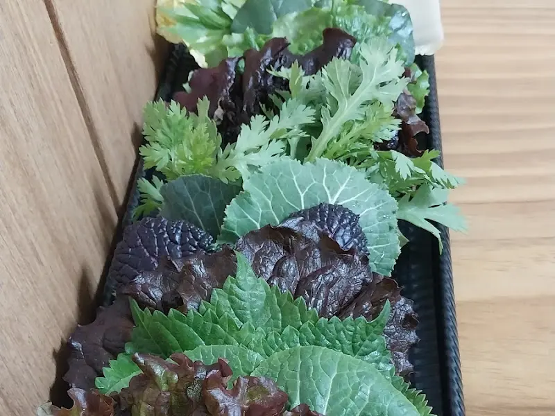 싱싱한 쌈채소 모음