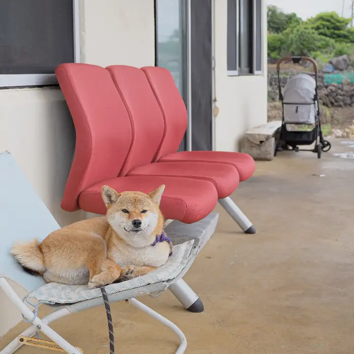 야외 좌석에서 쉬고 있는 웰시코기