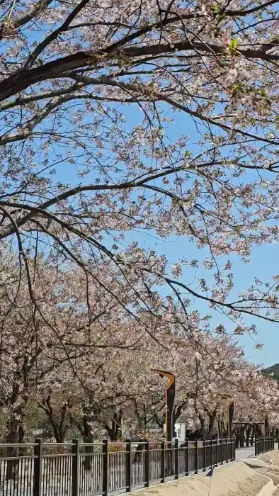 벚꽃이 만발한 거리 풍경