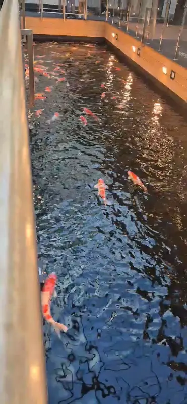 연못 안을 유영하는 형형색색의 비단잉어들