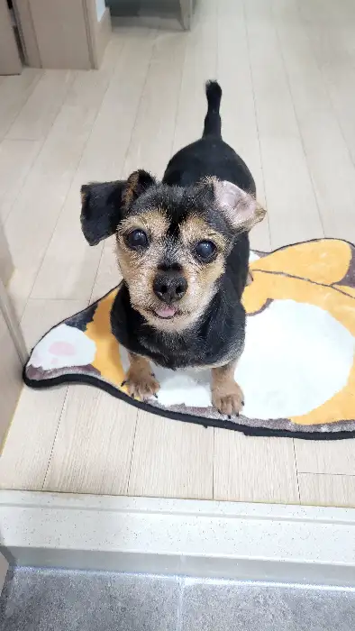 강아지