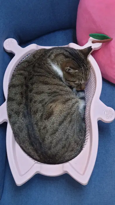 핑크색 쿠션 위에 웅크리고 잠든 고양이