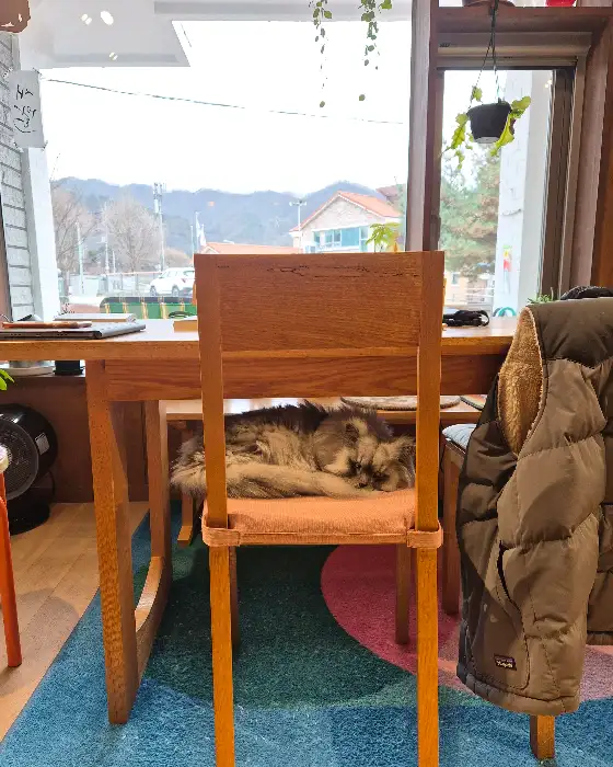 나무 의자에 앉아있는 고양이