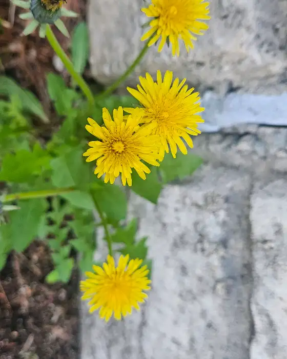 노란 꽃